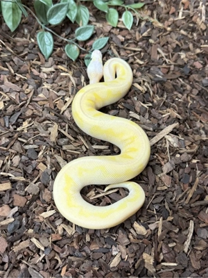 königspython 1.0 Super Pastel Stranger Lesser Fire Clown Osterspecial  Bild 2