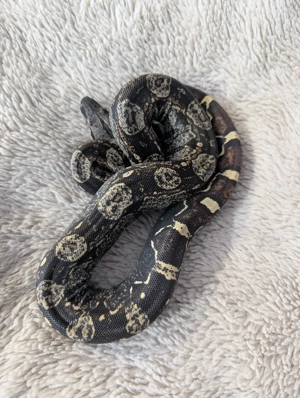 0.1 Boa constrictor RLT IMG het VPI 