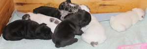 Französische Bulldogge Welpen