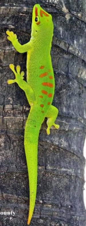 Phelsuma grandis 