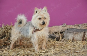 Darf Yopi bei dir lernen, dass die Welt trotz allem toll sein kann?  Bild 2