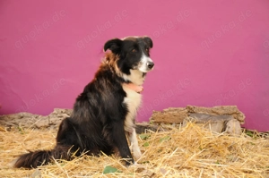 Wer zeigt dieser besonderen Hündin, wie schön ein eigenes Zuhause sein kann? Bild 2