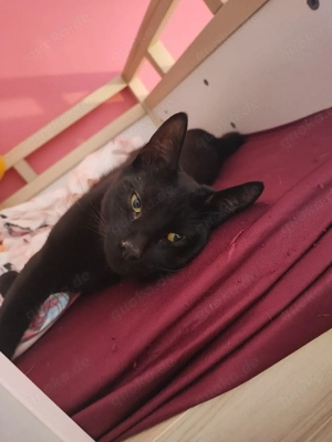 Odin sucht ein zuhause 