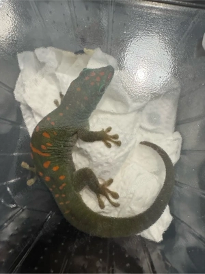 Madagaskar Taggecko (Phelsuma grandis)