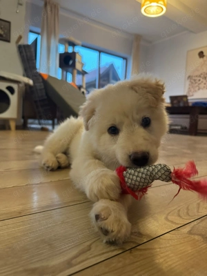 Mochi, kluger Welpe sucht neue Familie