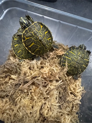 Rotbauchzierschildkröte