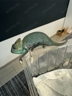 Jemenchamäleon Bild 2