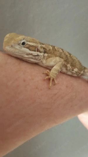 zwergbartagam von 2025 in liebevolle hände abzugeben   