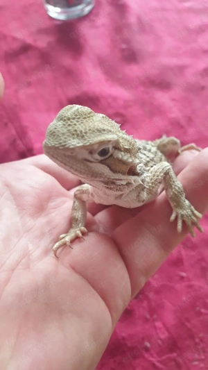  die letzen 2 zwergbartagam 2025  