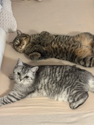 Puffy & Grizy suchen ein Zuhause!     