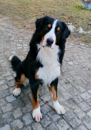 Flauschige Herzensbrecher: 9 sanfte Riesen suchen ihr Traumzuhause!    Bild 8