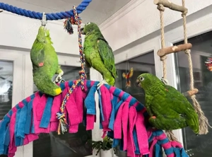 Grünzügelpapagei - Zuchtpaar