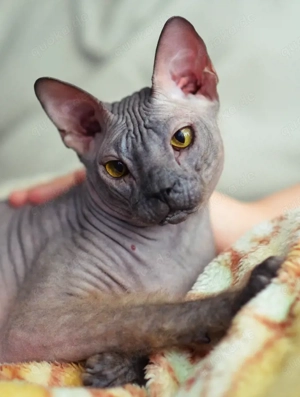 Reinrassige Kätzchen Don-Sphinx