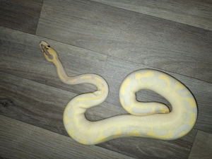 1.0 Königspython Enchi Leopard Ivory 