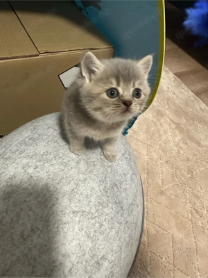    Britisch Kurzhaar Katzenbabys (2 Monate)   zur Vorreservierun Bild 5