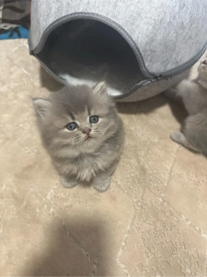    Britisch Kurzhaar Katzenbabys (2 Monate)   zur Vorreservierun Bild 3