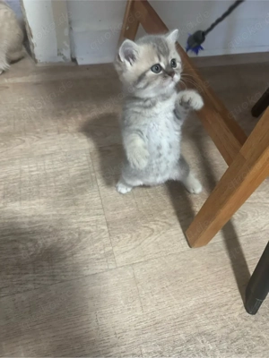    Britisch Kurzhaar Katzenbabys (2 Monate)   zur Vorreservierun Bild 4
