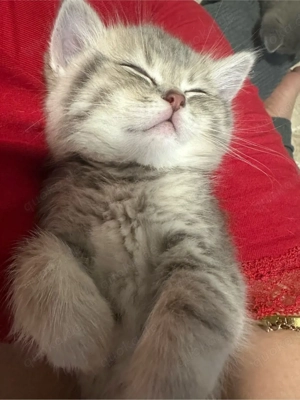    Britisch Kurzhaar Katzenbabys (2 Monate)   zur Vorreservierun