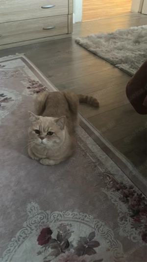    Britisch Kurzhaar Katzenbabys (2 Monate)   zur Vorreservierun Bild 7