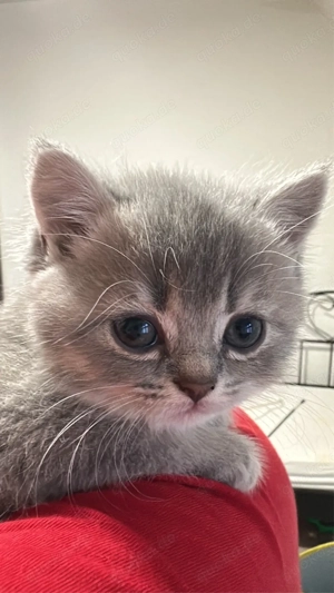 Reinrassige Britisch Kurzhaar Kitten aus britischen Eltern.  Die Kleinen sind 2 Monate alt und ab so