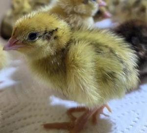 Küken  Wachtelküken 