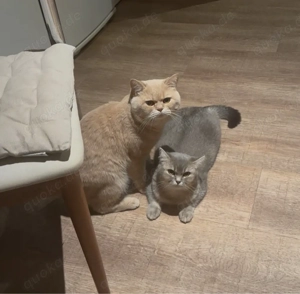    Britisch Kurzhaar Katzenbabys (2 Monate)   zur Vorreservierun Bild 2