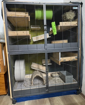 Neues Zuhause für 2 Chinchilla gesucht Bild 2