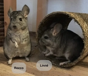 Neues Zuhause für 2x2 Chinchilla gesucht