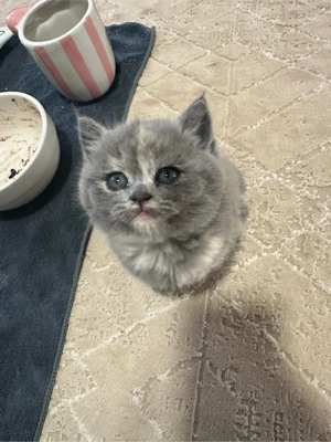    Britisch Kurzhaar Katzenbabys (2 Monate)   zur Vorreservierun Bild 10