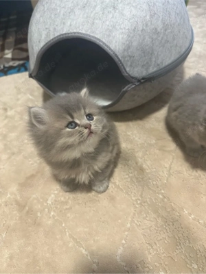    Britisch Kurzhaar Katzenbabys (2 Monate)   zur Vorreservierun Bild 9