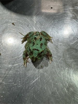 Schmuckhornfrosch  Bild 2