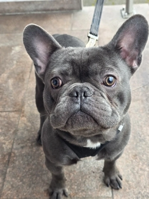  Französische Bulldogge   10 Monate   Rüde   Nero 
