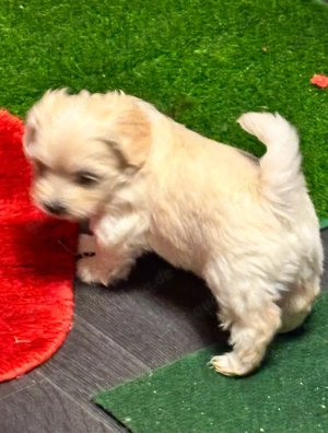 2Havaneser Mädels Stammbaum