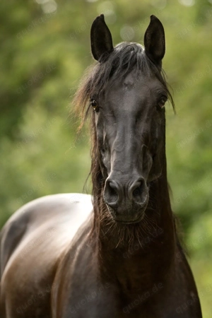 Dragon UCO - PRE Pura Raza Espanola, Deckhengst, 18 Jahre, Rappe mit Pearlgen