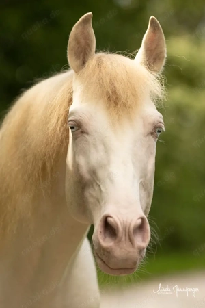 Curro Torreluna - PRE Pura Raza Espanola, Deckhengst, 9 Jahre, Perlino mit blauen Augen