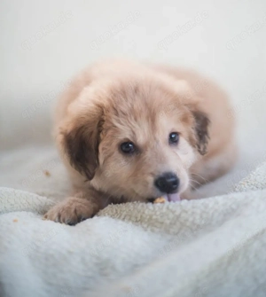 Hope, verspielter Welpe sucht neue Familie