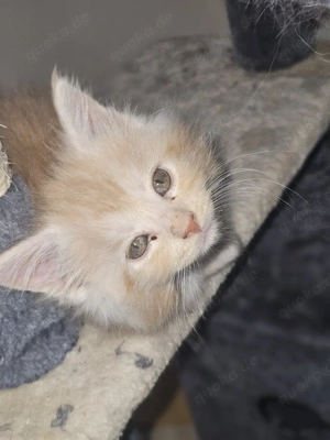 Die Letzte Zuckersüße XL Maincoon Kitte