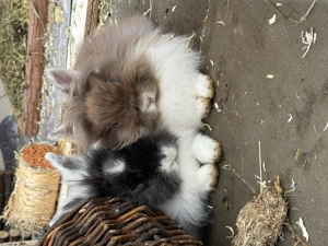 Löwenköpfchen ein Männchen (kastriert) und ein Weibchen 