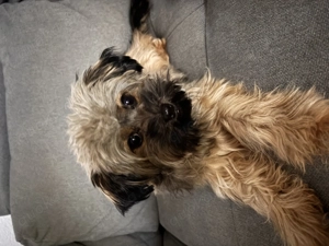 Shih Tzu Terrier mix zu verkaufen