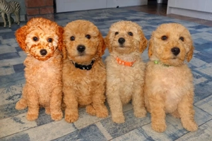 Pudelwelpen reinrassig 