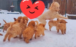 Pudelwelpen reinrassig 