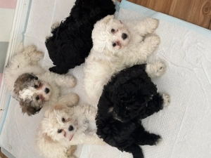 Bichon Frese Bolonka mix Welpen 