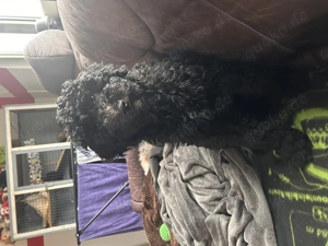 Königspudel Pudel Welpen Großpudel 