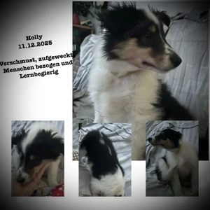Erzieher für kleine Colliewelpen gesucht