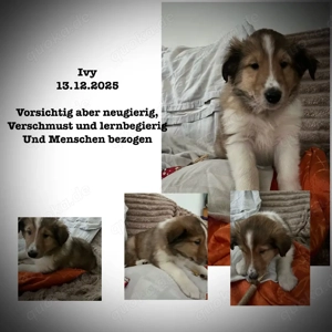 Erzieher für kleine Colliewelpen gesucht