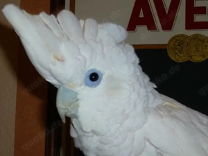 Salomonenkakadu Kakadu