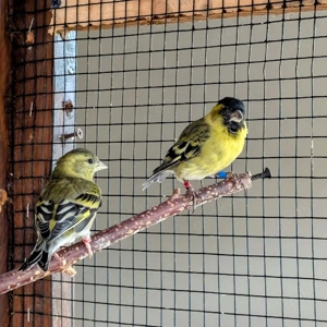  1,1 Bartzeisige von 2024