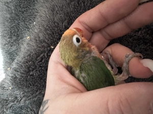 Süßer Fratz ein unzertrennlicher 