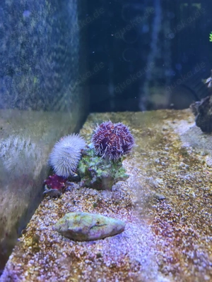 Doktorfische, Einsiedlerkrebs, Seeigel, Korallen | Auflösung Meerwasseraquarium!