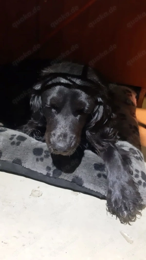 Zauberhafte Tscheba sucht ihr Für-Immer-Zuhause